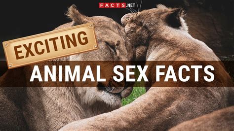 Male animal porn. Free zoo sex videos